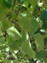 Philadelphus coronarius