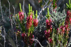 Erica plukenetii