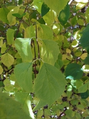 Philadelphus coronarius