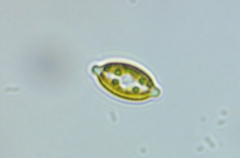 Cocconeis