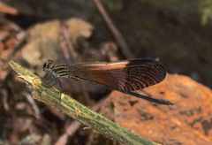 Polythore boliviana