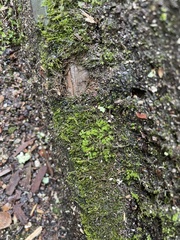 Rhynchostegium