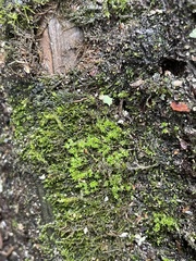 Rhynchostegium
