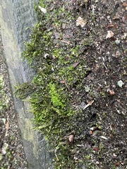 Rhynchostegium