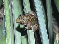 Eleutherodactylus marnockii