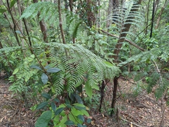 Cyatheales