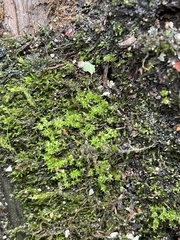 Rhynchostegium