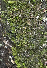 Rhynchostegium