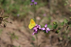 Colias lesbia