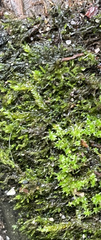 Rhynchostegium