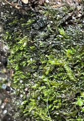 Rhynchostegium