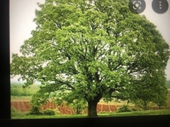 Quercus alba
