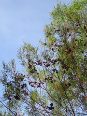 Phyllodineae
