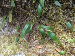 Polypodiaceae