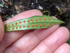 Polypodiaceae