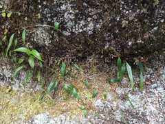 Polypodiaceae
