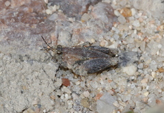 Paratettix mexicanus