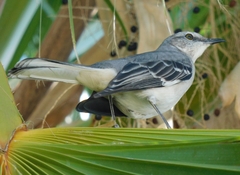 Mimus polyglottos