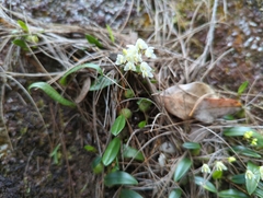 Bulbophyllum newportii
