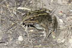Leptodactylus macrosternum