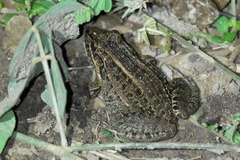 Leptodactylus macrosternum