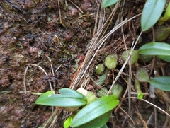 Bulbophyllum newportii