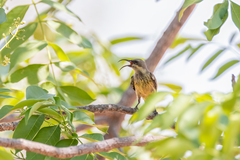Cinnyris mariquensis