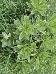 Heliotropium arboreum