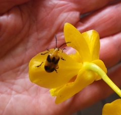 Stethopachys formosa