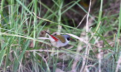 Coccopygia melanotis