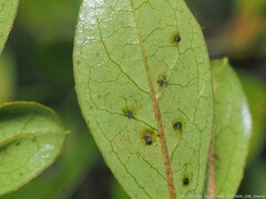 Stephanitis pyrioides