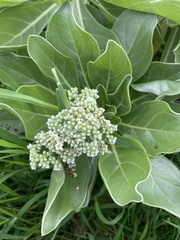 Heliotropium arboreum