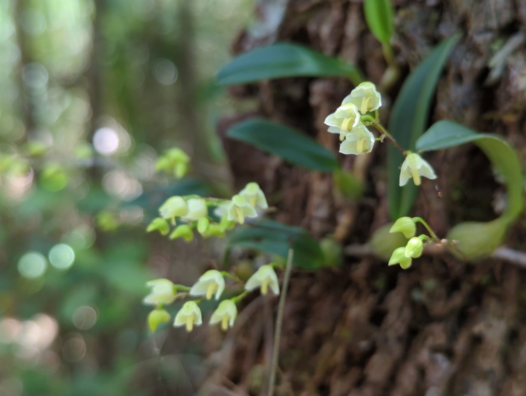 Bulbophyllum newportii