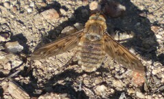 Poecilanthrax californicus