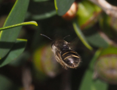 Chilalictus