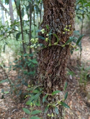 Bulbophyllum newportii