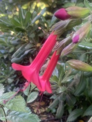 Cantua buxifolia