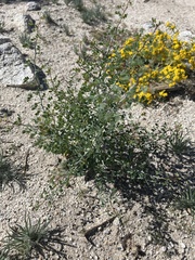 Parkinsonia florida