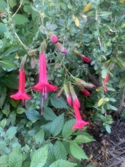 Cantua buxifolia
