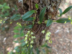 Bulbophyllum newportii
