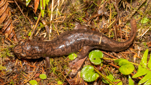 Pacific Giant Salamander