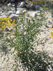 Parkinsonia florida