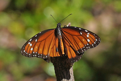 Danaus eresimus