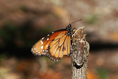 Danaus eresimus