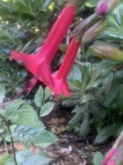 Cantua buxifolia