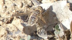 Poecilanthrax californicus