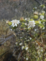 Moscharia pinnatifida