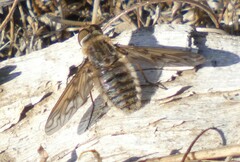 Poecilanthrax californicus