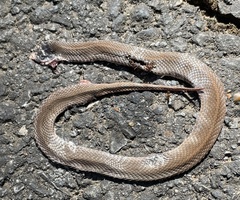 Virginia valeriae elegans