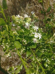 Moscharia pinnatifida